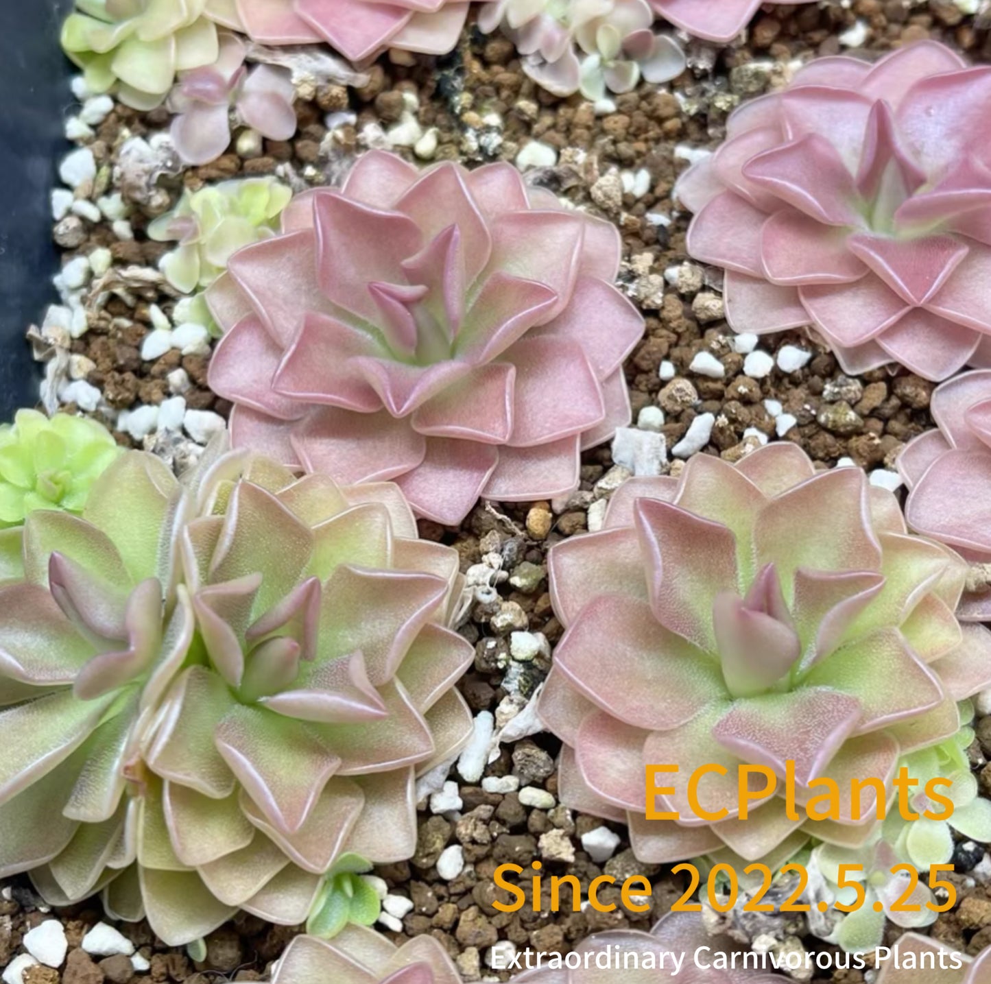 Pinguicula “Sethos”