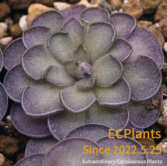 Pinguicula “Cyclosecta”