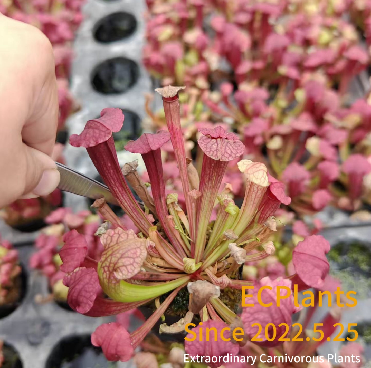 Sarracenia “Fiona”