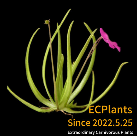 Pinguicula “Moctezumae”