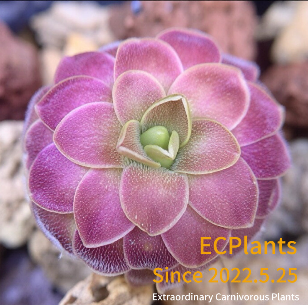 Pinguicula “Magic Mario”