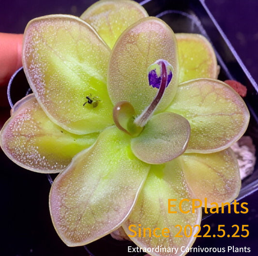 Pinguicula “Magic Mario”