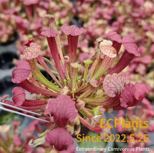 Sarracenia “Fiona”
