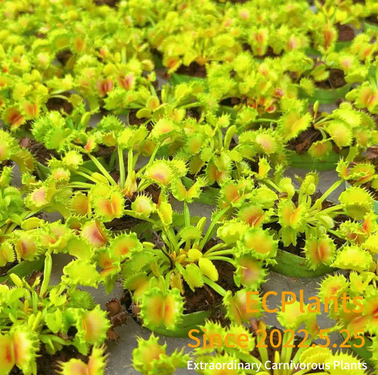 Dionaea Muscipula “Chinese Dumplings”