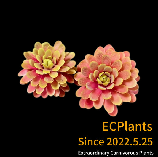 Pinguicula “Emarginata” -red x “Gypsicola”