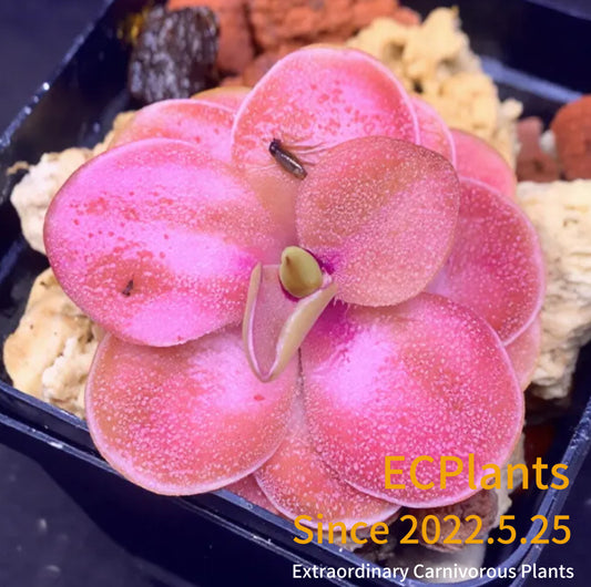 Pinguicula Guatemala-red