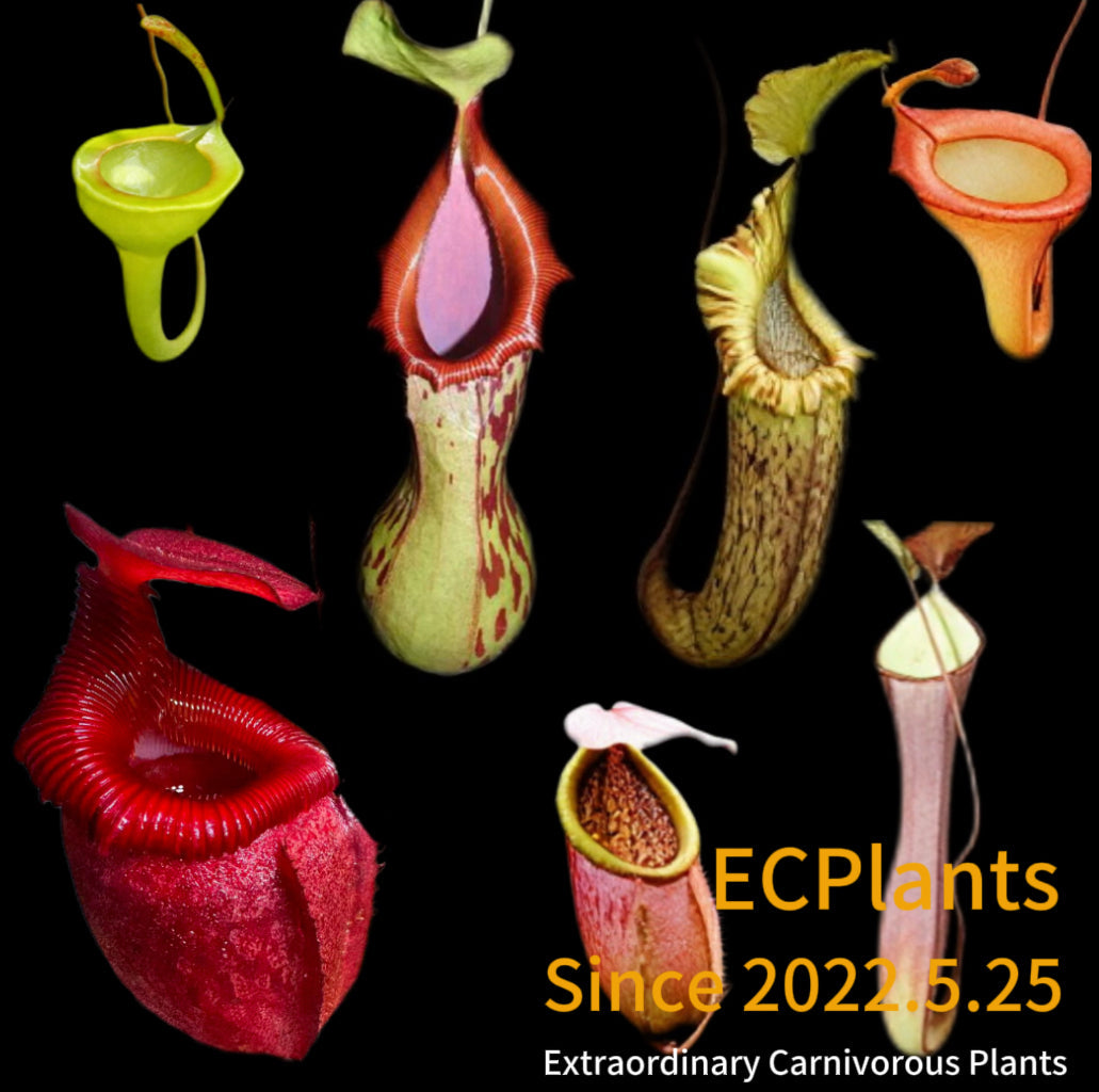 Nepenthes