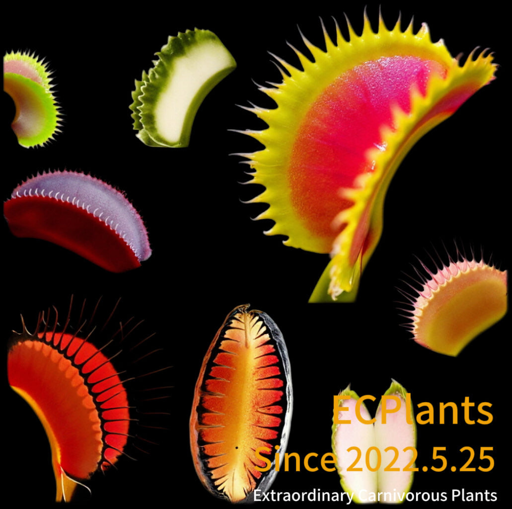 Dionaea Muscipula(Venus Flytrap)