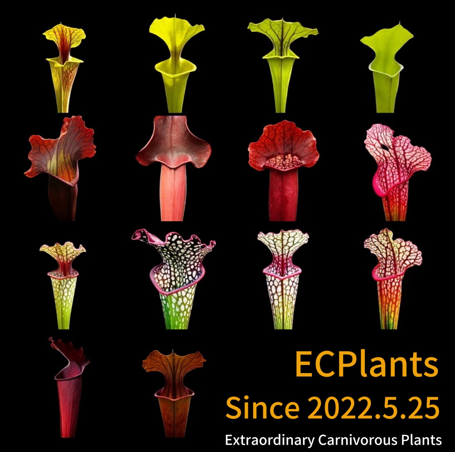 Sarracenia