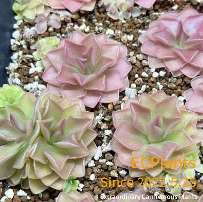 Pinguicula “Sethos”