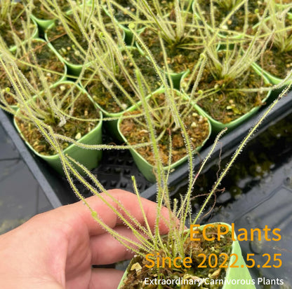 Drosera Filiformis