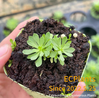 Stylidium Debile