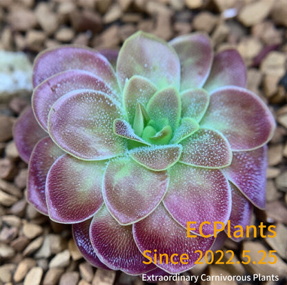 Pinguicula “Magic Mario”