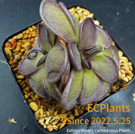 Pinguicula “Purple Scale”