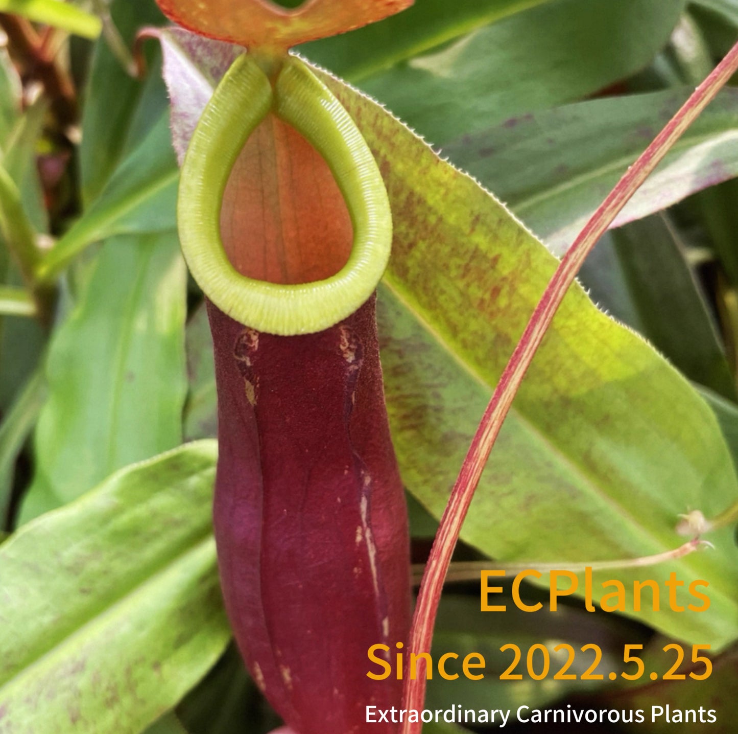 Nepenthes Mirabilis-red form