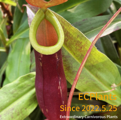 Nepenthes Mirabilis-red form