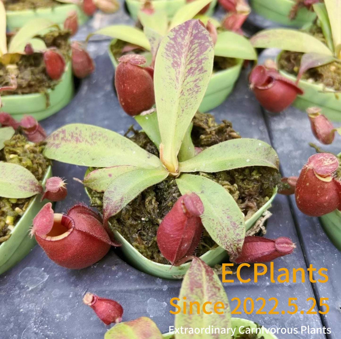 Nepenthes Mirabilis var.globosa（Viking）x Ampullaria black miracle