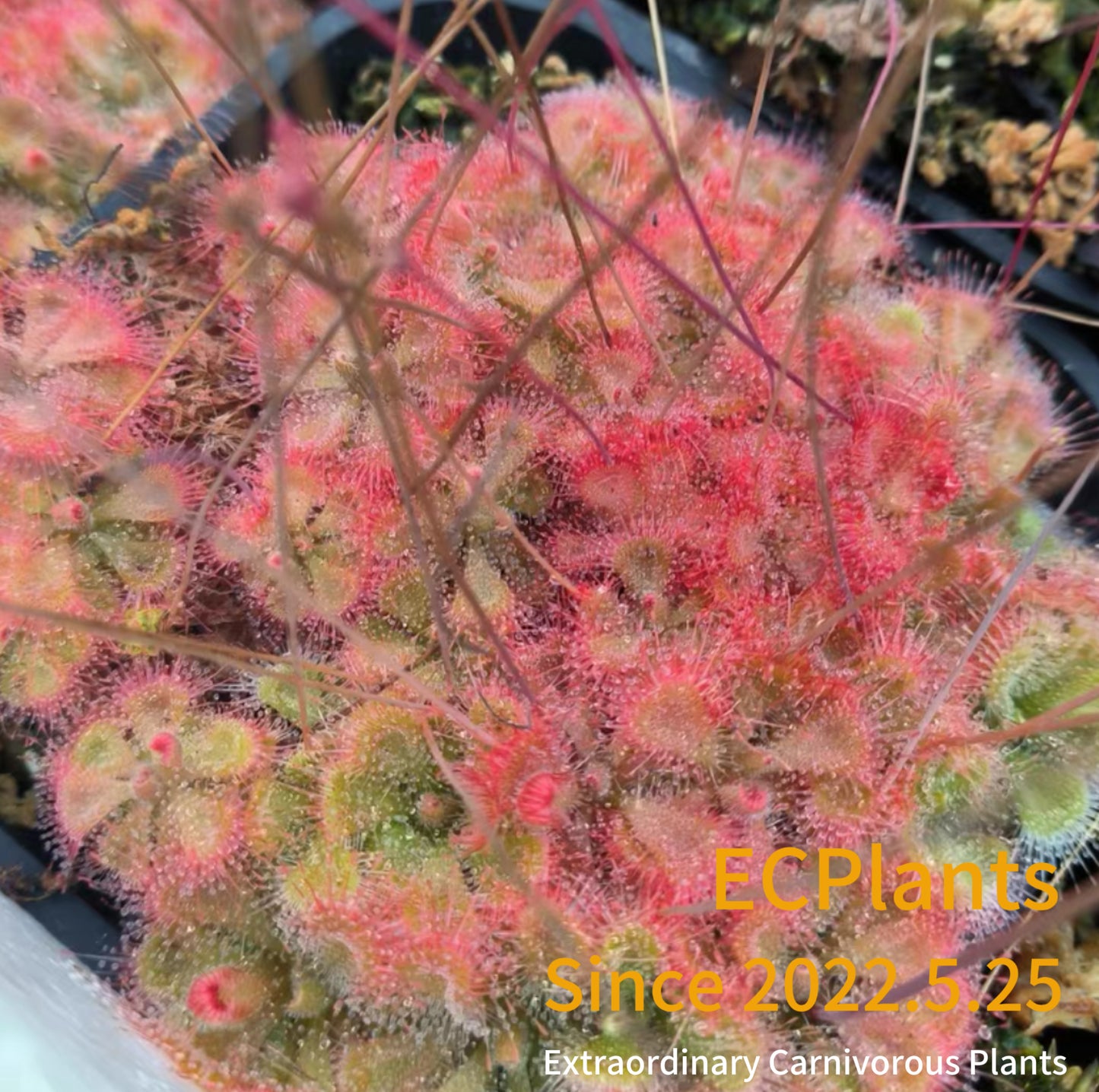 Drosera Burmanni