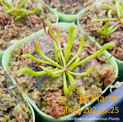Darlingtonia