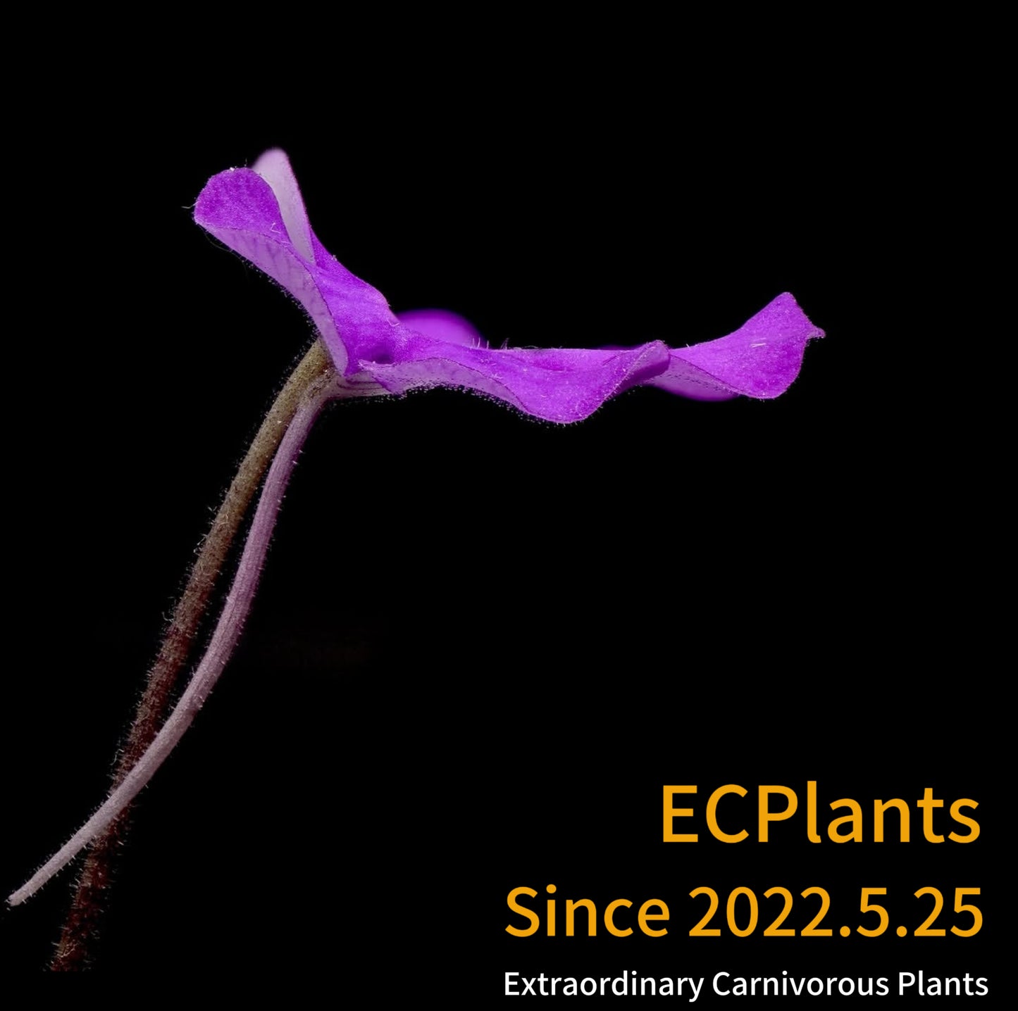 Pinguicula “Cyclosecta”