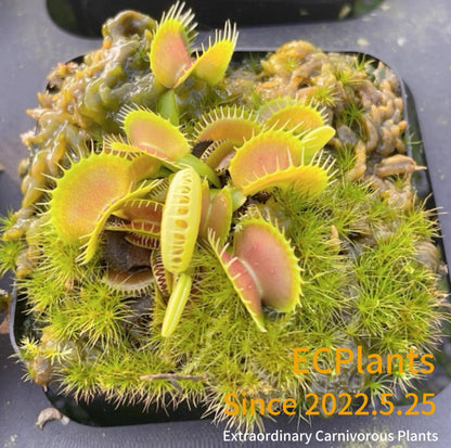 Dionaea Muscipula Bloody Nurse