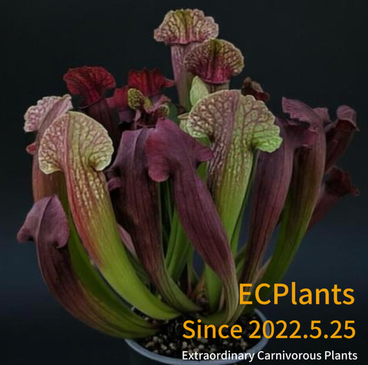 Sarracenia “Fiona”