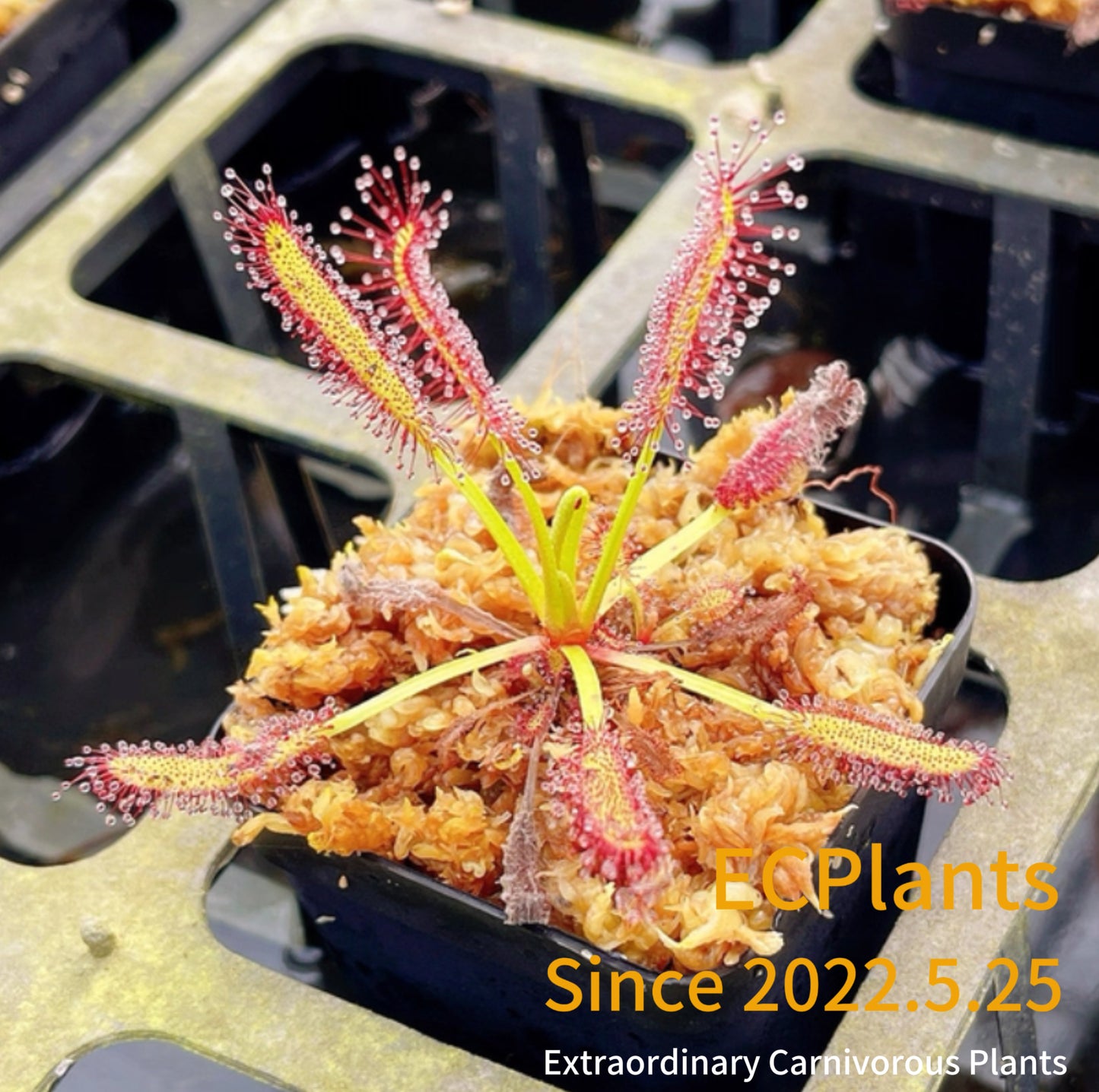 Drosera Capensis