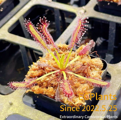 Drosera Capensis