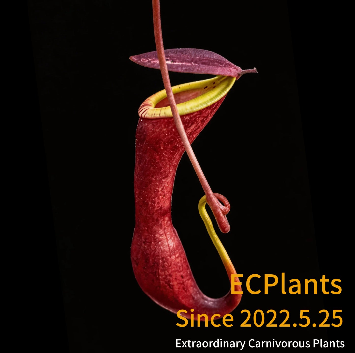 Nepenthes Mirabilis-red form