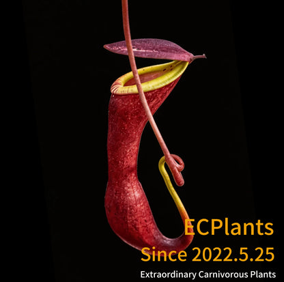 Nepenthes Mirabilis-red form