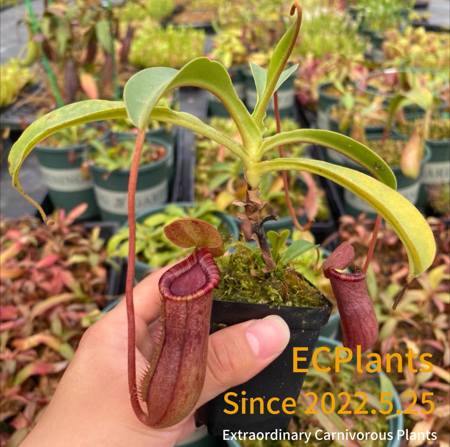 Nepenthes “Lowii” x “Ventricosa“- red