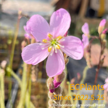 Drosera Filiformis