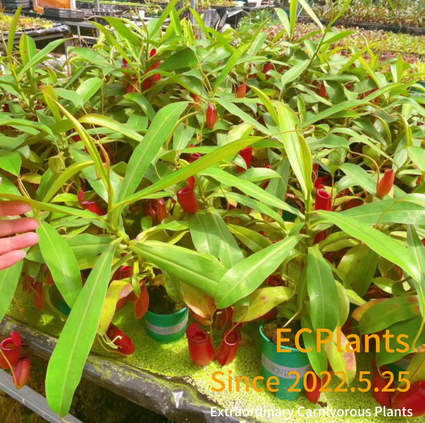 Nepenthes Bloody Mary