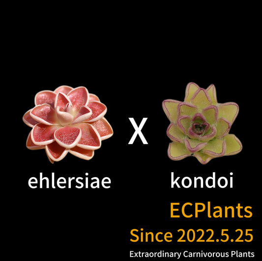 Pinguicula “Ehlersiae”-ixmiquilpan region x “Kondoi”