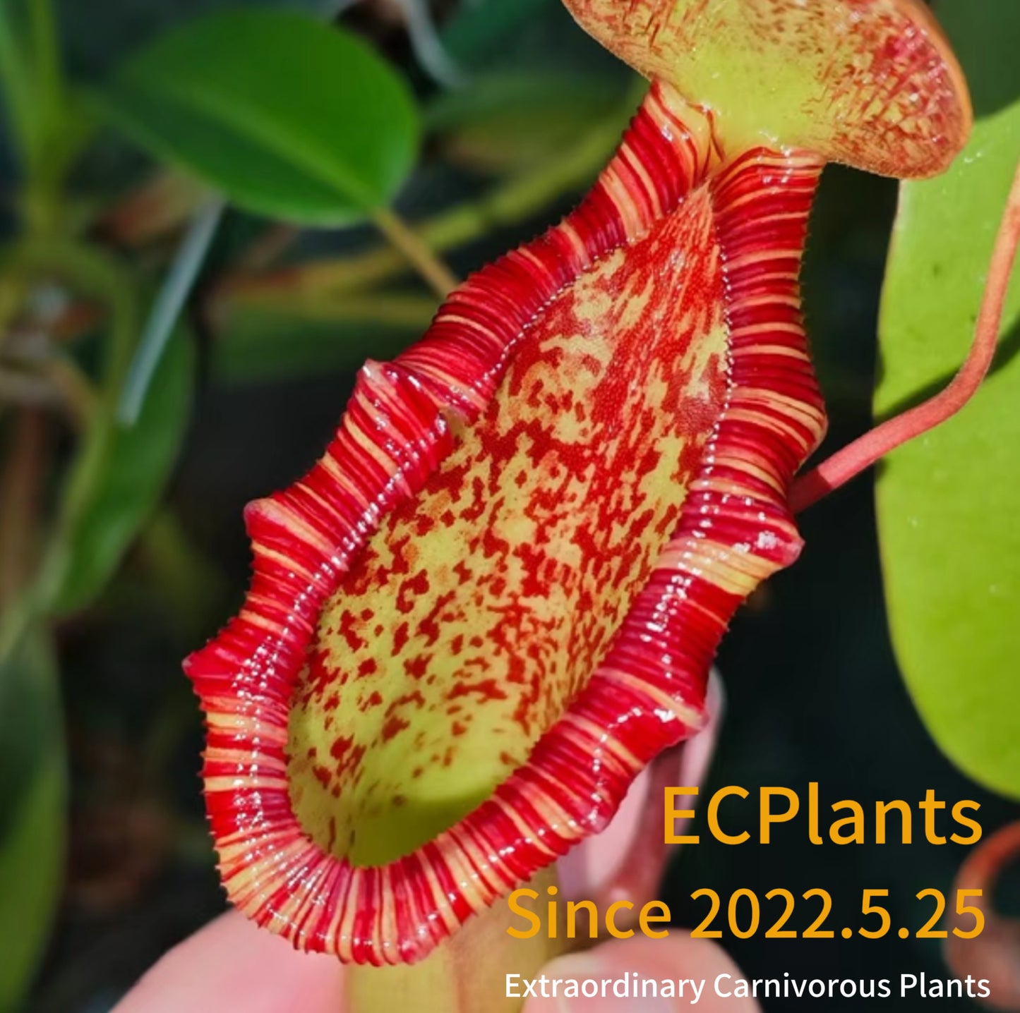 Nepenthes “Lowii” x “Ventricosa“- red