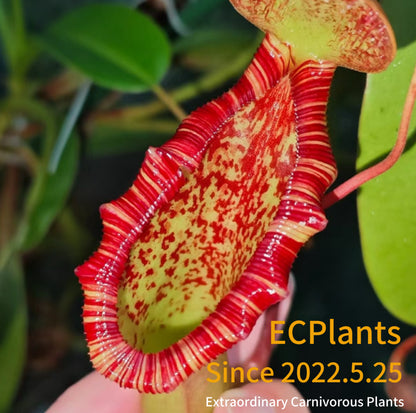 Nepenthes “Lowii” x “Ventricosa“- red