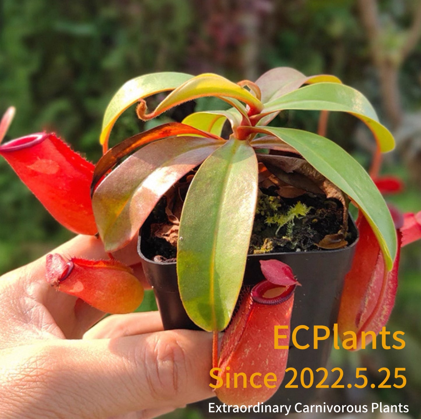 Nepenthes Bloody Mary