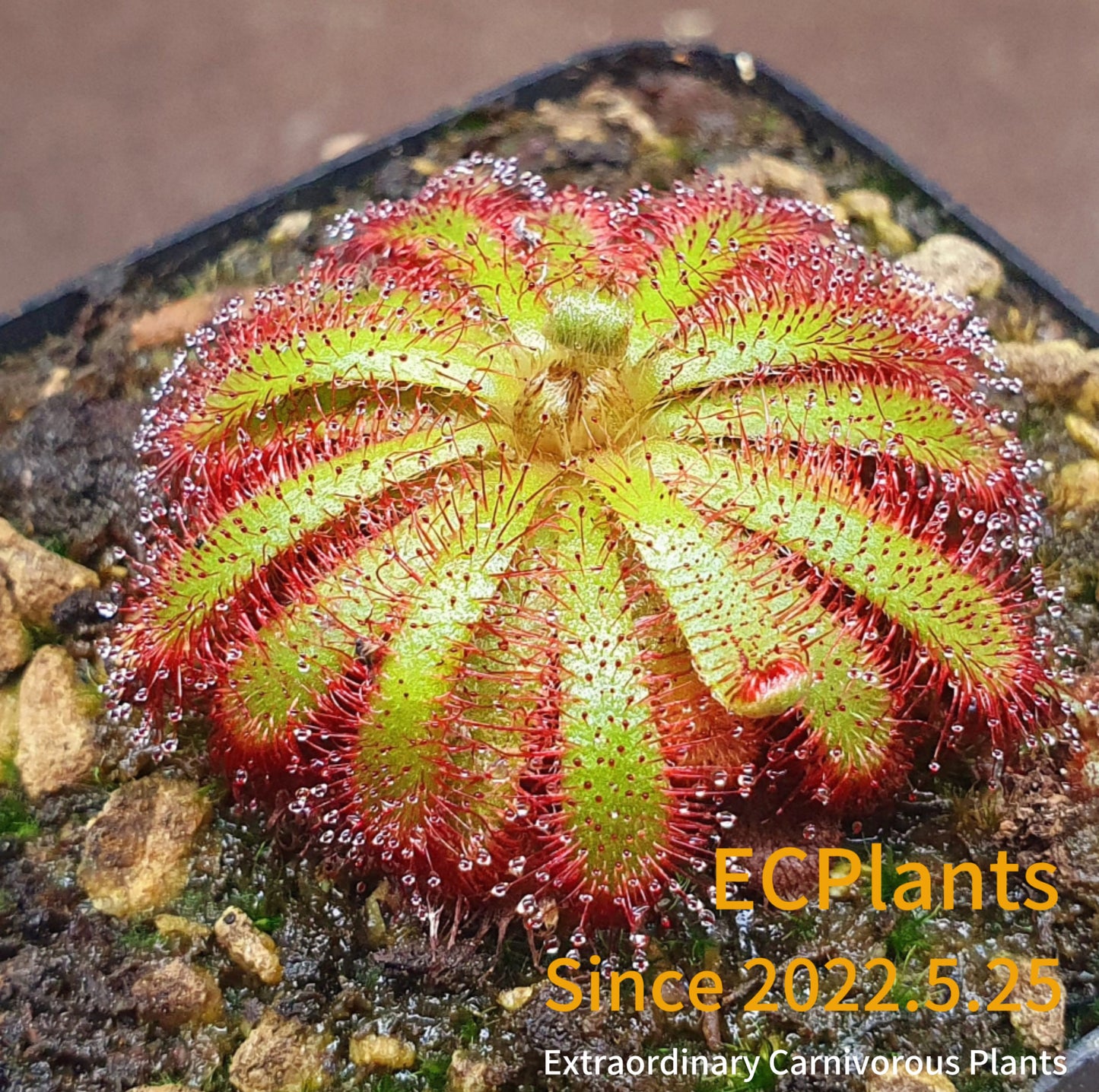 Drosera Aliciae
