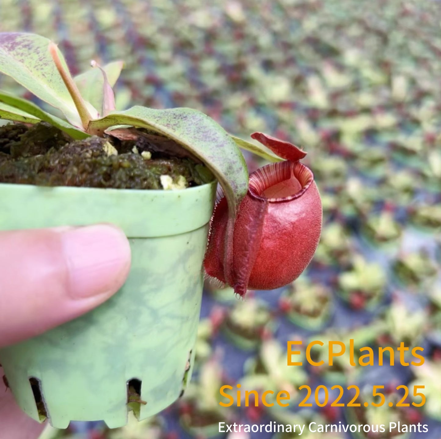 Nepenthes Mirabilis var.globosa（Viking）x Ampullaria black miracle