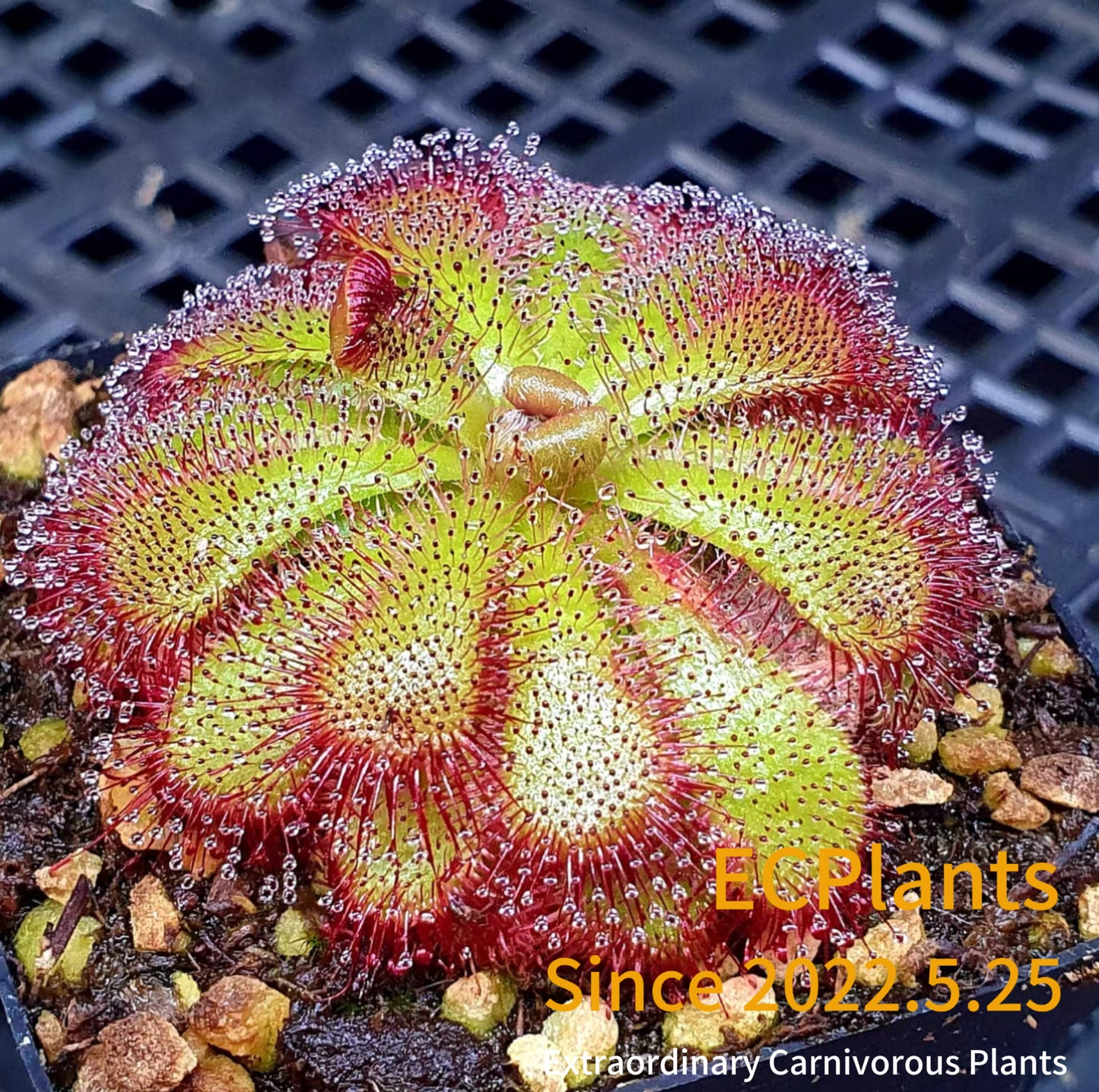 Drosera Admirabilis