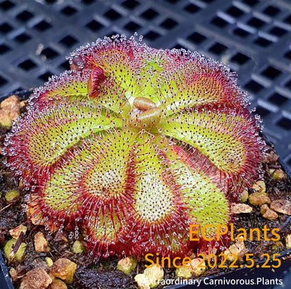 Drosera Admirabilis