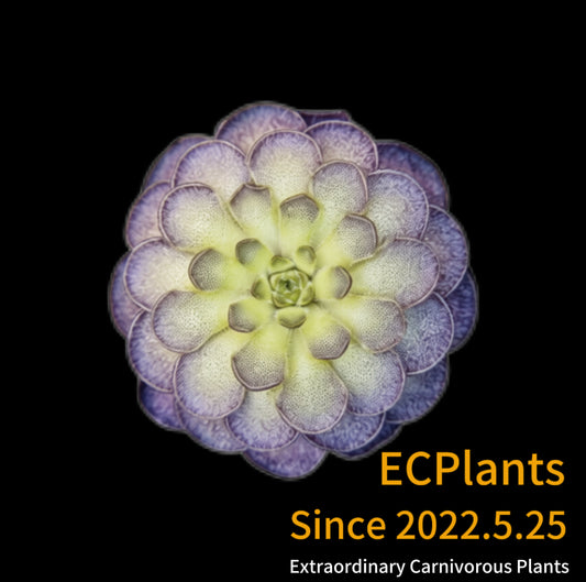 Pinguicula “Cyclosecta”