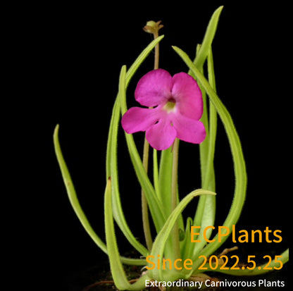 Pinguicula “Moctezumae”