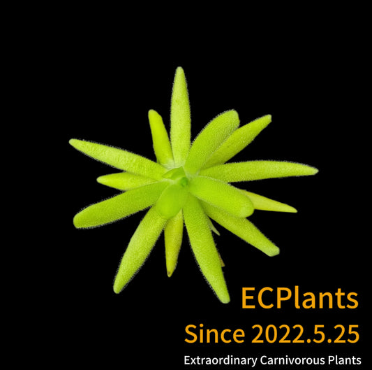 Pinguicula “Moctezumae”