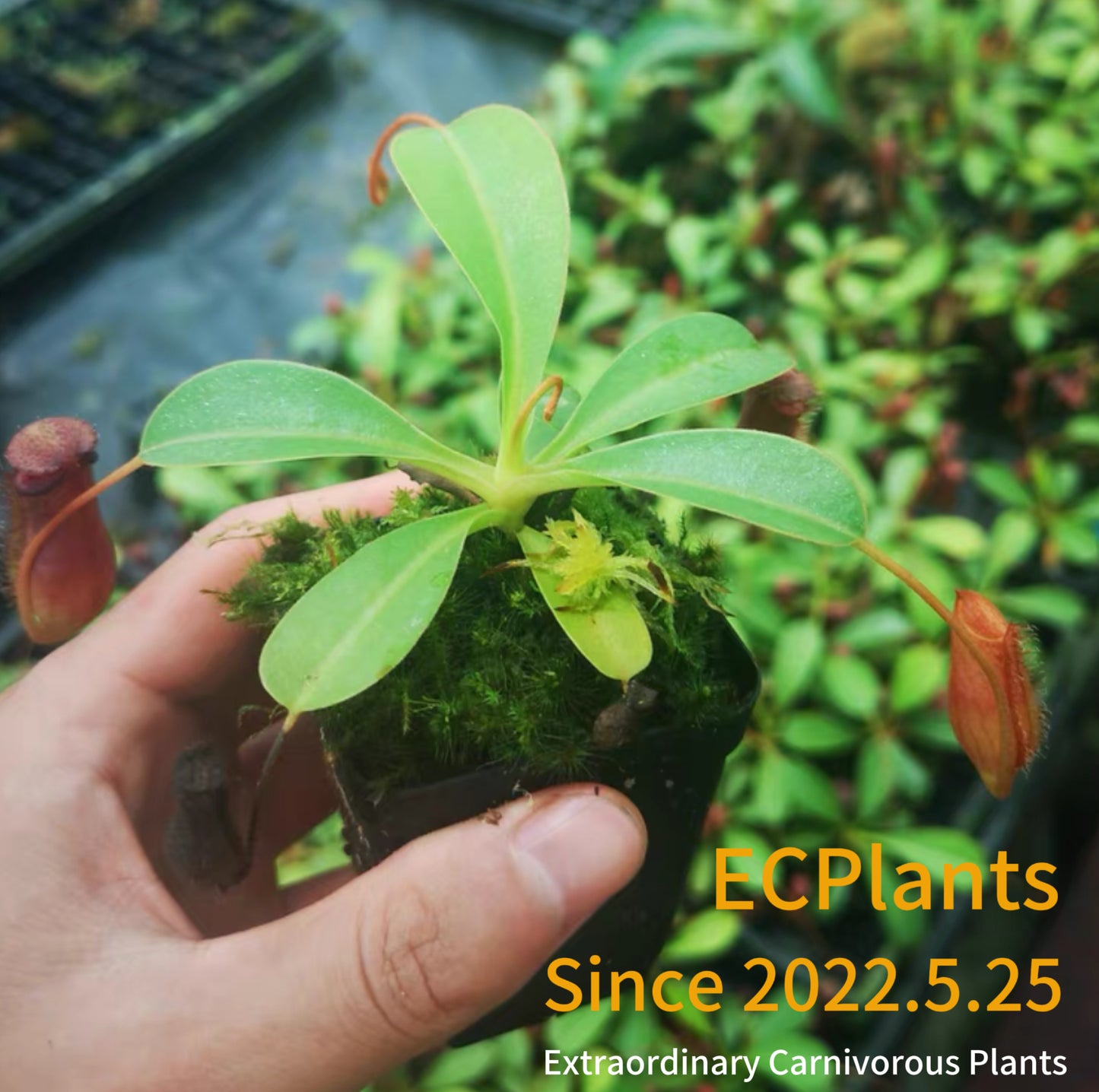 Nepenthes “Lowii” x “Ventricosa“- red