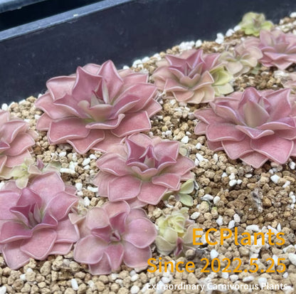 Pinguicula “Sethos”