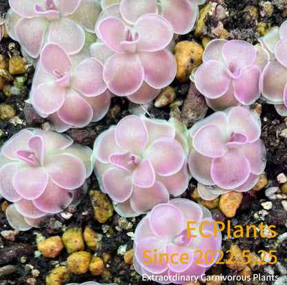 Pinguicula “Esseriana” x “Gypsicola”