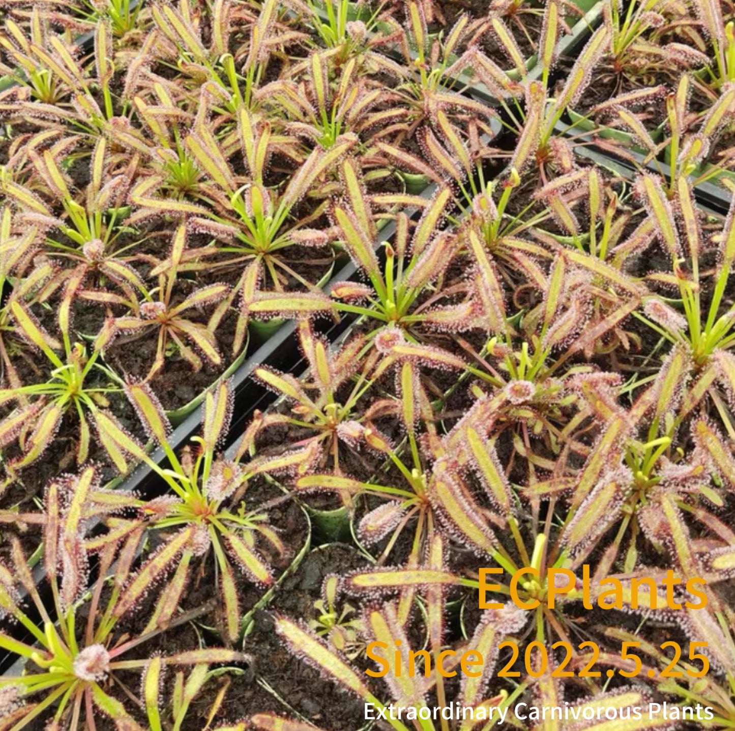 Drosera Capensis