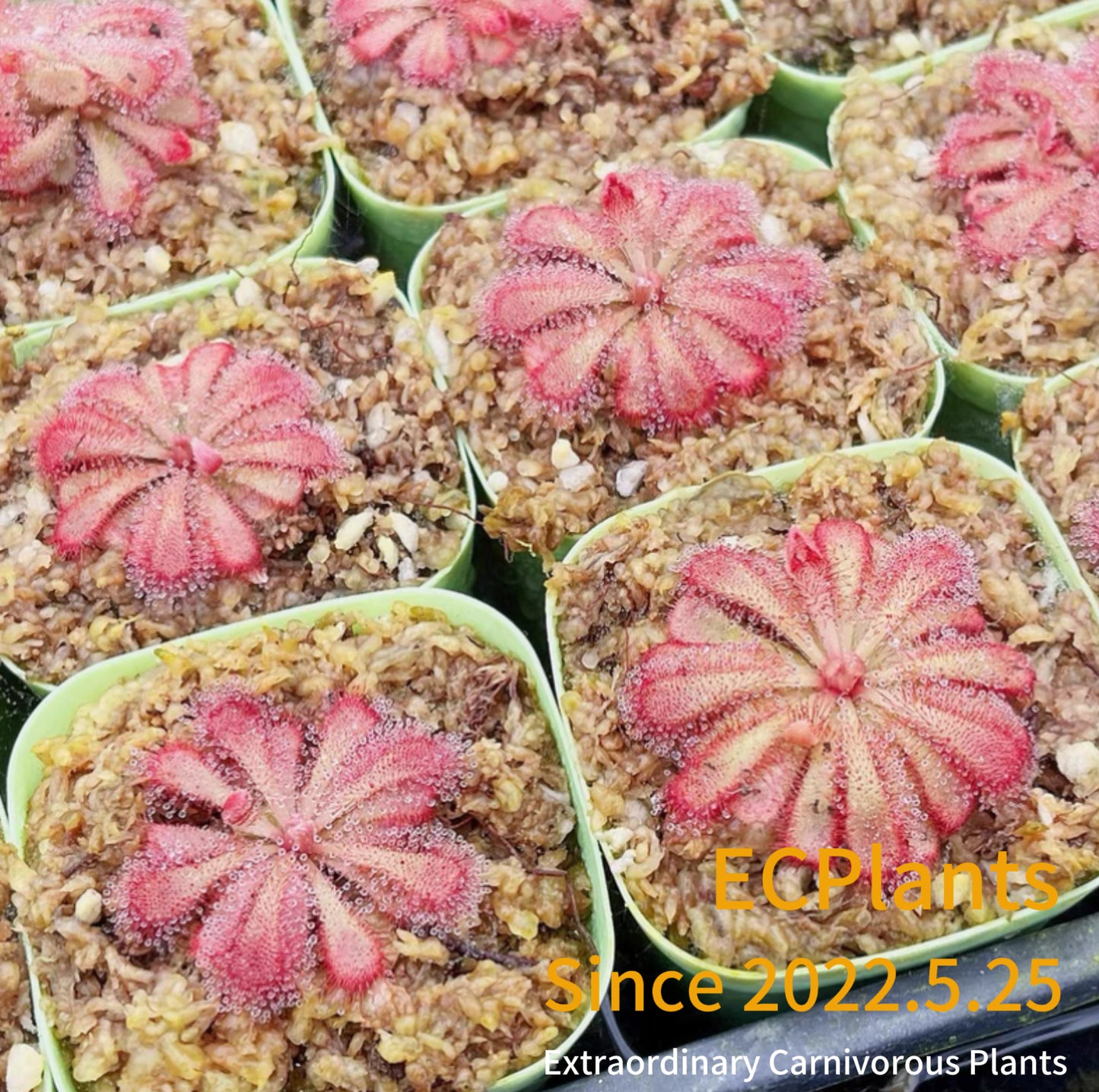 Drosera Aliciae