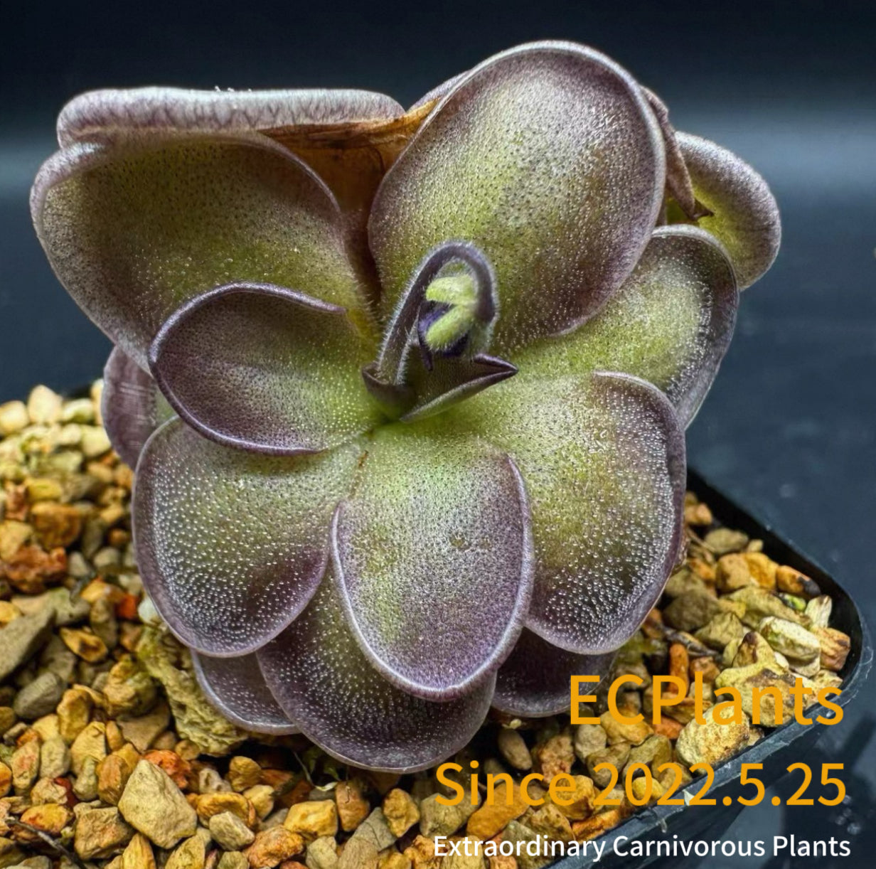 Pinguicula “Purple Scale”
